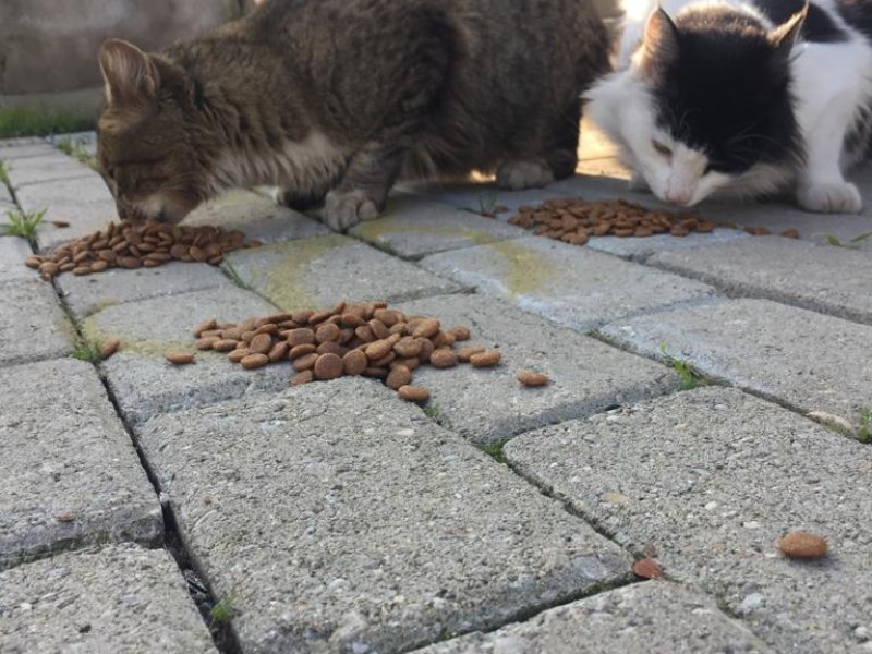 December 21, 2020 Campaign for feeding stray animals  | Galeri 3