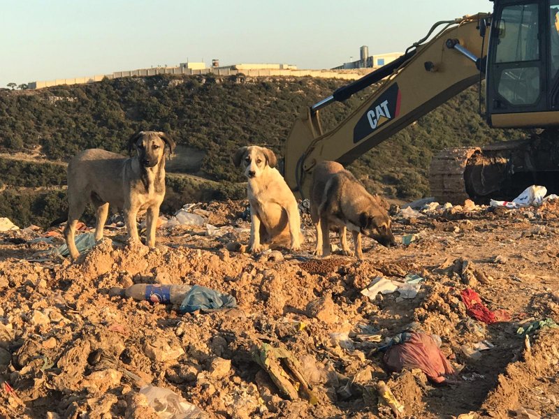 Campagne « Envoyer de la nourriture animale à Hatay » le 25 octobre 2020 | Galeri 7