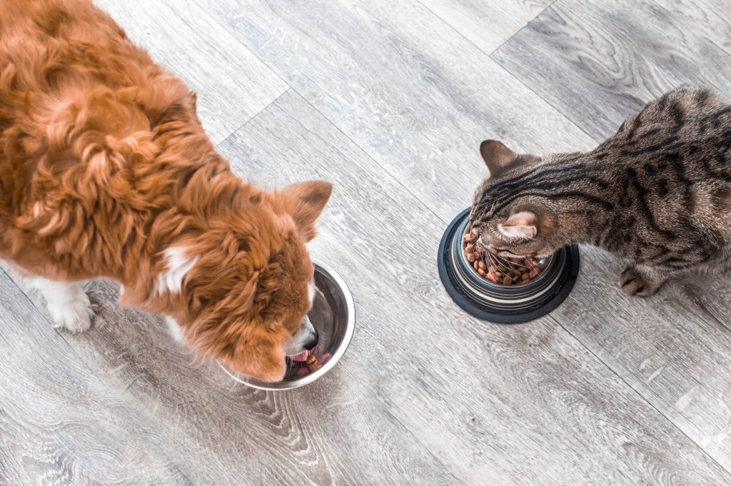 PawPaw tanıtım filmi: mamasını yiyen kedi ve köpek